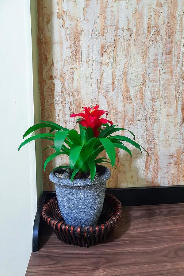 Hostal Gabo บูการามังกา ภายนอก รูปภาพ